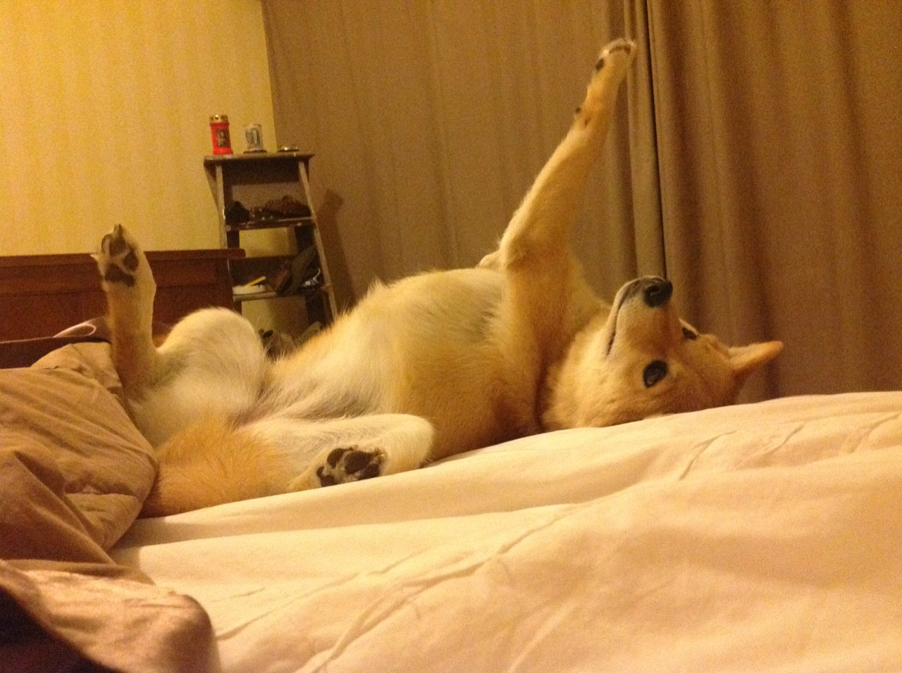 Jiu You-WRC瑞典雪地挑战：白雪皑皑中的速度极限，瑞典雪地罩衣