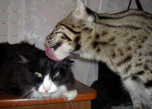 “西甲激战不断，强队争夺欧冠席位”，西甲晋级欧冠规则