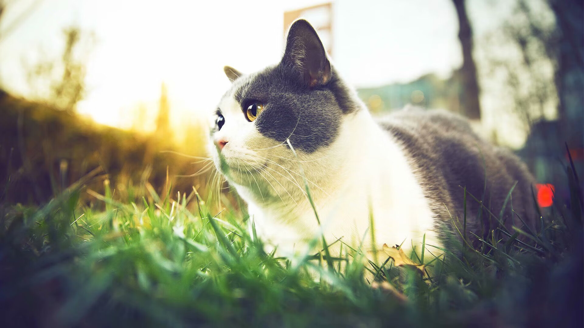 《FIFA》电竞世界杯与《实况足球》世界赛的足球电竞对比,实况足球和fifa足球世界有什么区别