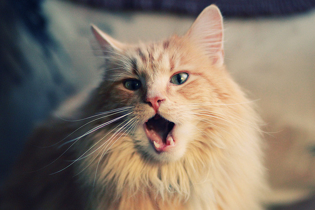 【传奇再现】老将带领球队追逐冠军，传奇再现 百科