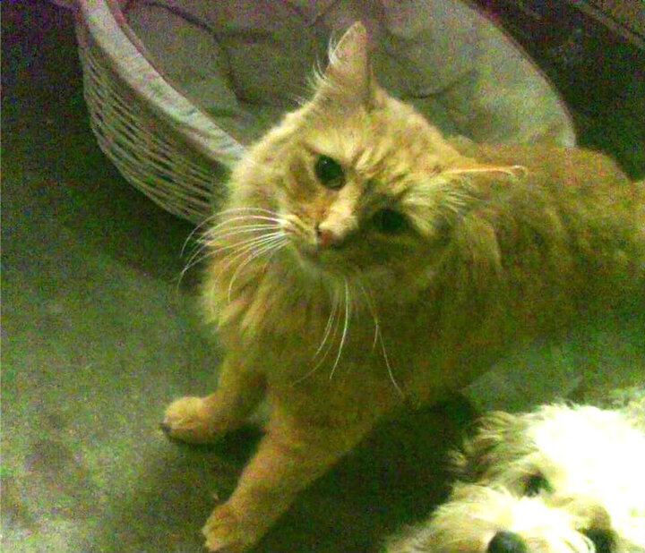 九游娱乐-超级策略曝光：轮胎更换的决胜关键，轮胎更换操作流程