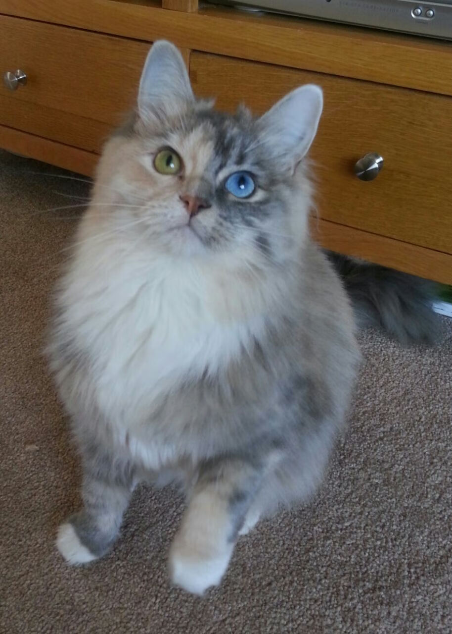 九游下载安装-国家队篮球体能恢复计划，篮球体力恢复训练