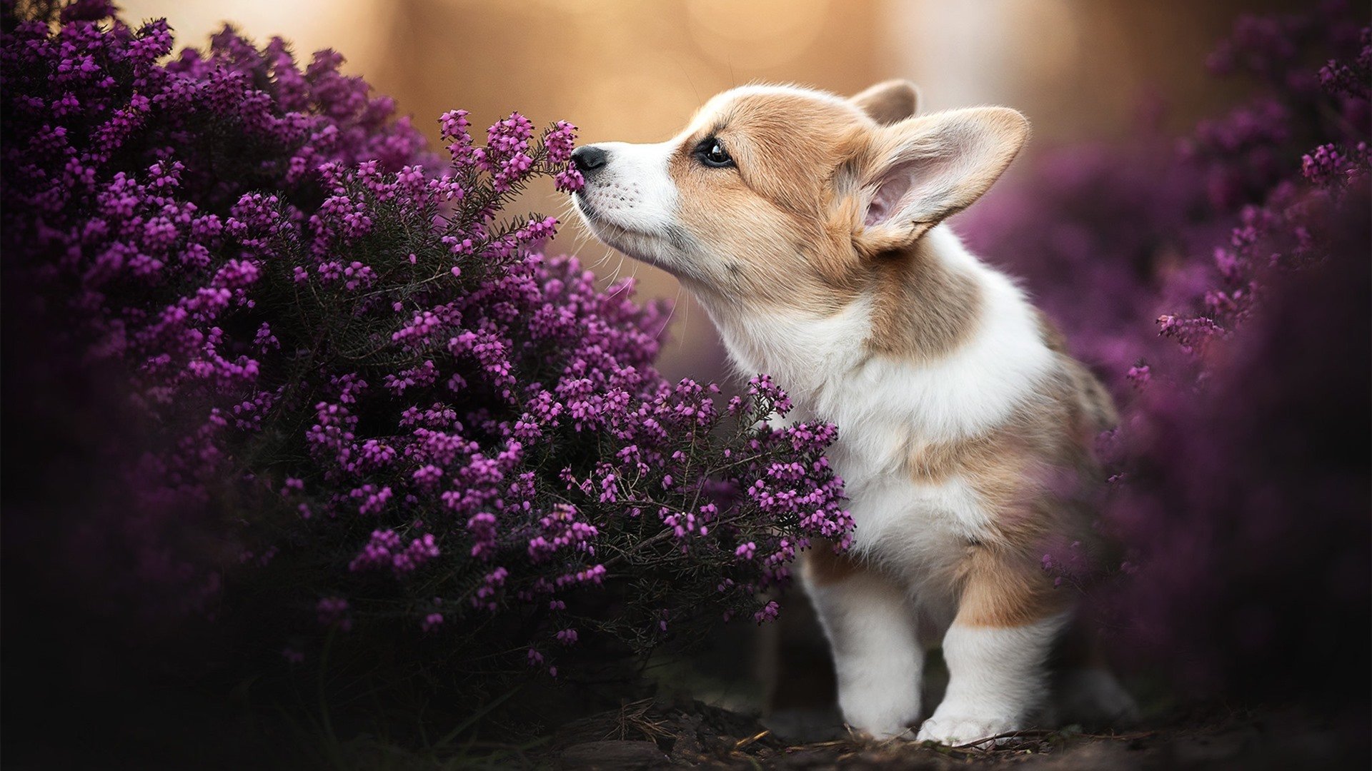 九游（jiuyou.com）游戏-是否应通过比赛推广更多社会议题，如何推广比赛