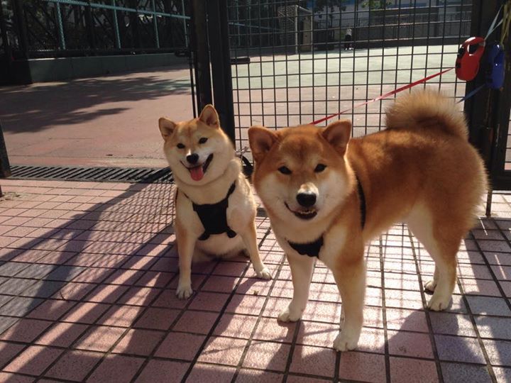 九游娱乐-是否应鼓励主教练轮岗国际联赛提升经验，教练员在岗轮训