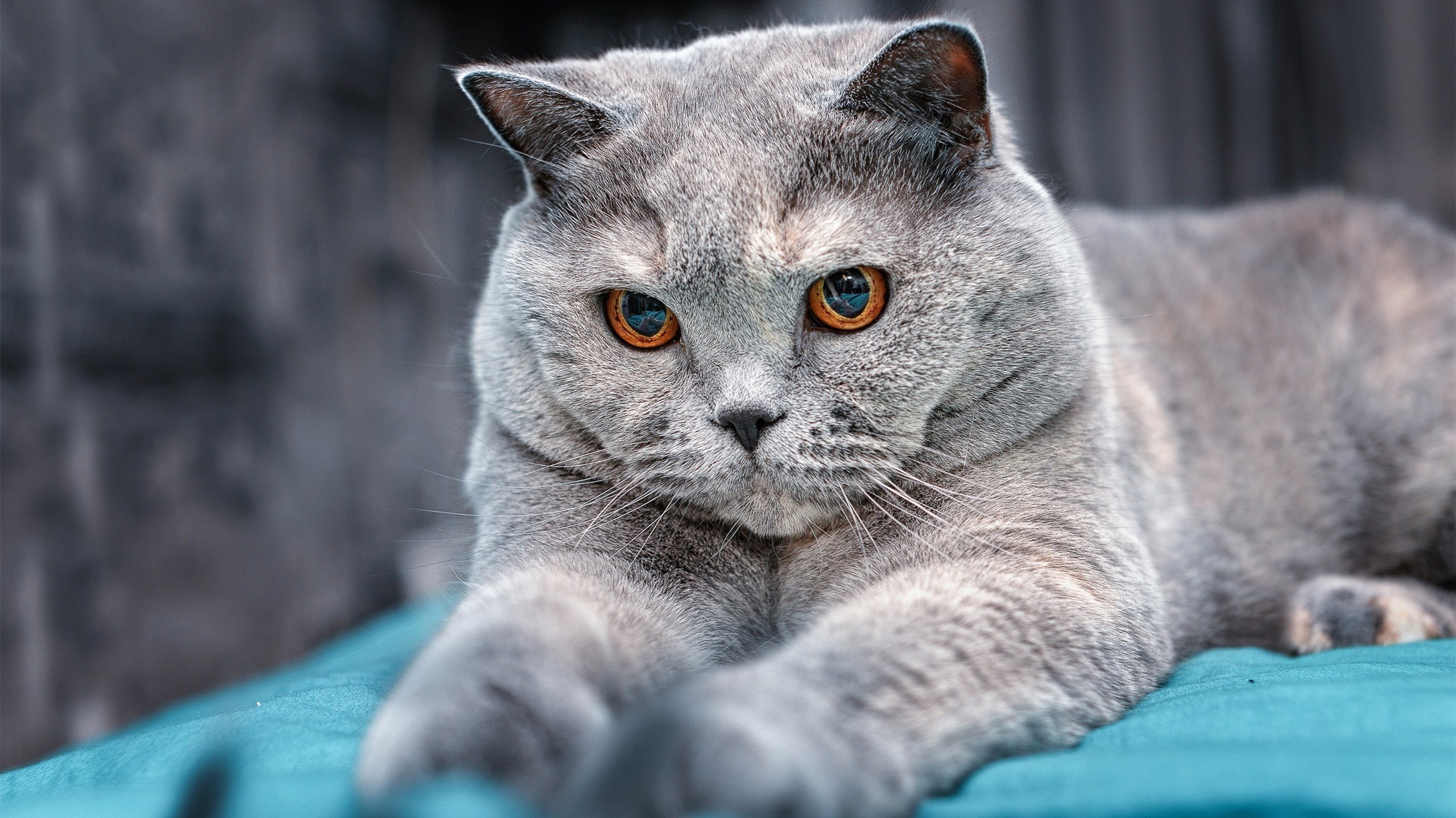 九游网页版官网-步行者队封盖王崛起，坚守东部前三位置，步行者队大名单