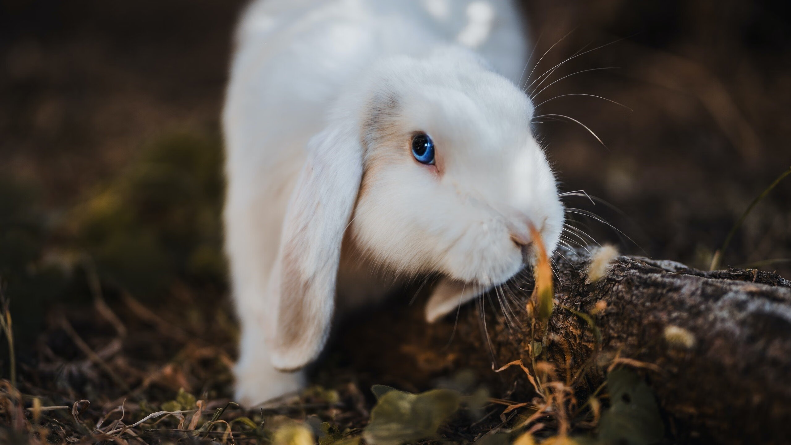 九游app下载中心-深圳佳兆业主场受挫，争冠希望渺茫，深圳市佳兆业置业有限公司