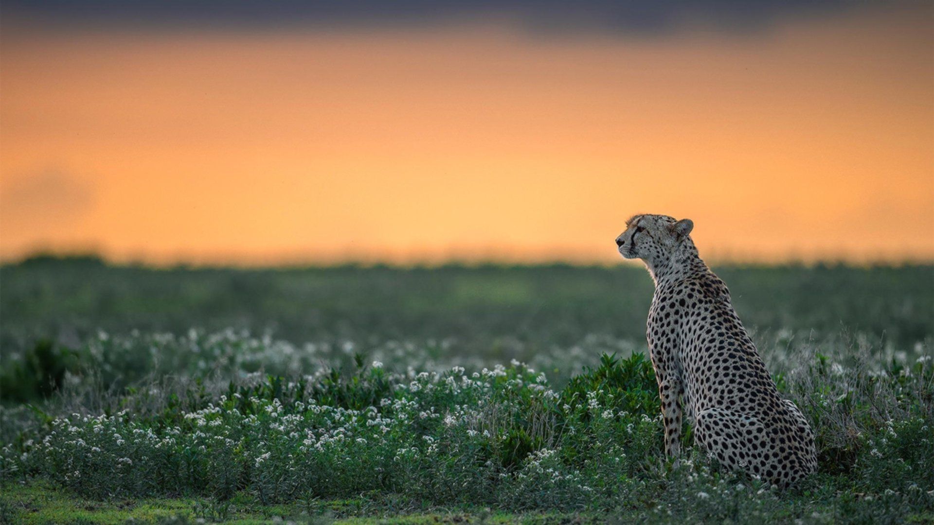团体赛制对澳大利亚队的影响：如何打破现有局限，澳大利亚联赛水平