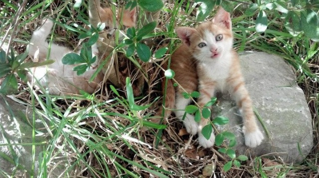 国际乒联混合团体世界杯:中国香港队的表现超越预期,香港世乒赛