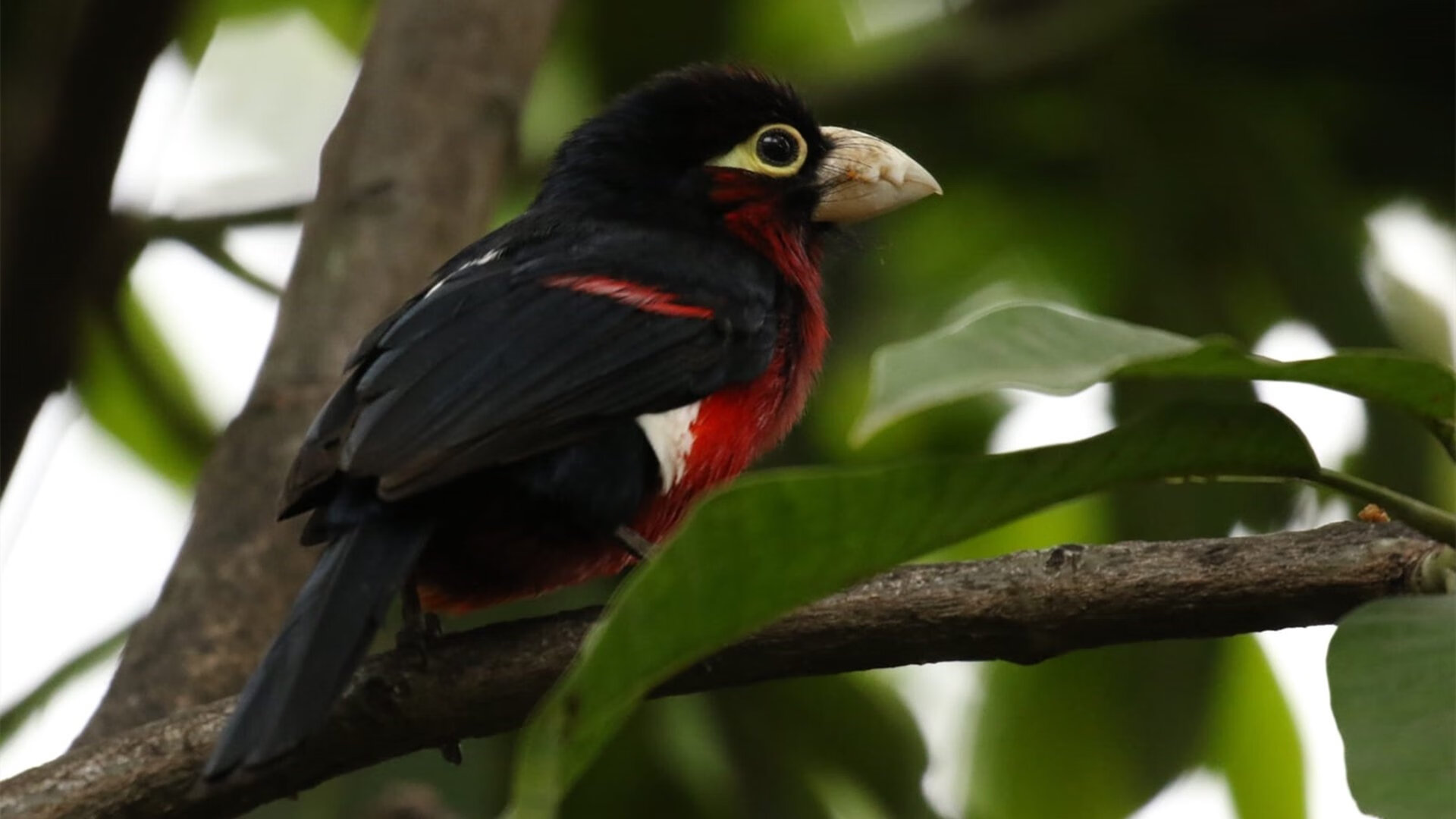 足球青训项目注重文化课成绩综合考评,足球青训需要具备哪些条件