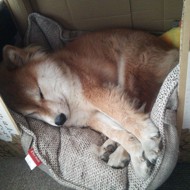 九游sports-校园联赛引入VAR系统帮助学生了解职业流程