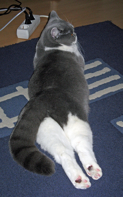 沃尔什刷新女子蝶泳50米世界纪录,女子50米蝶泳世界纪录保持者