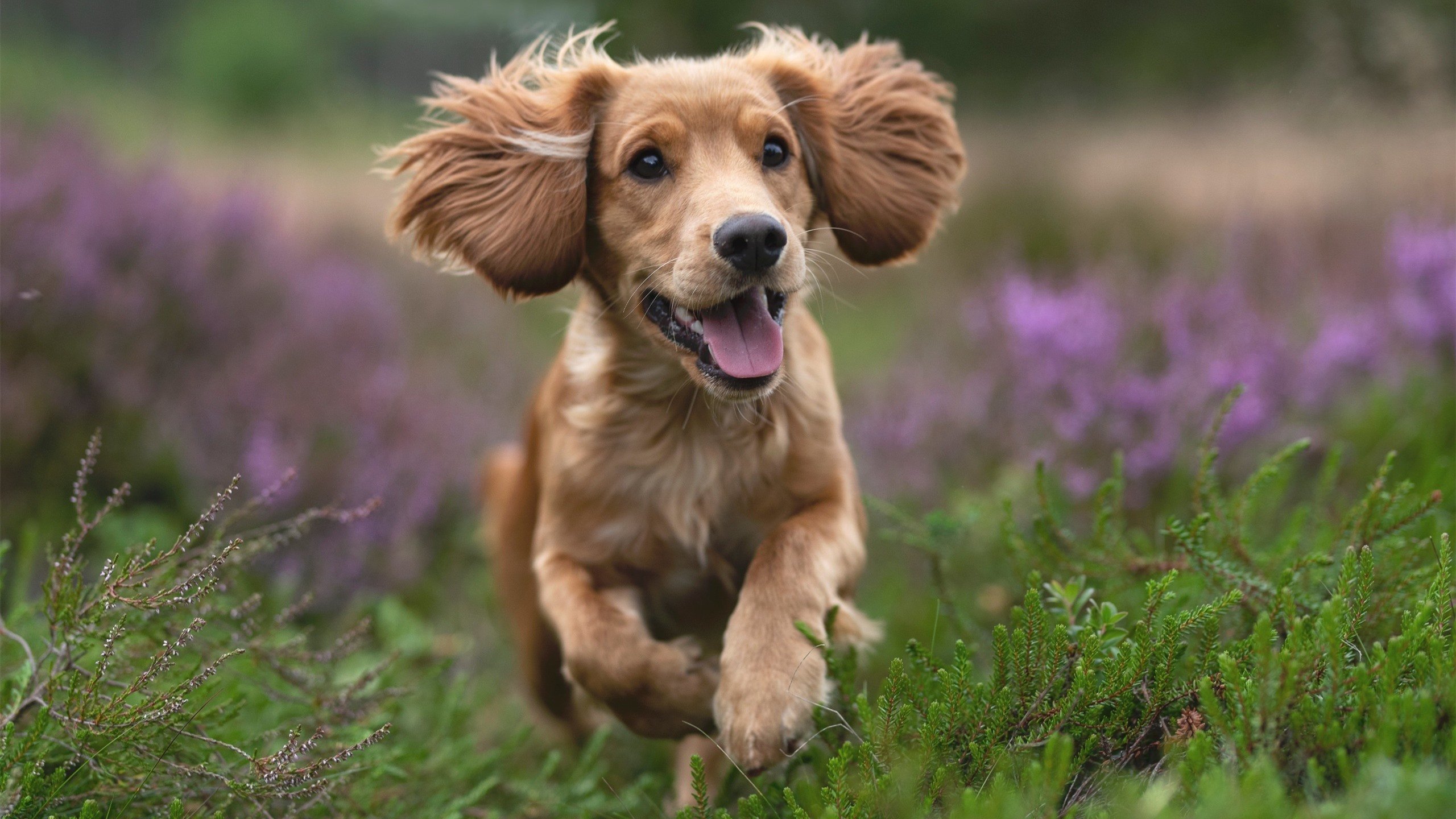 蛙泳冲刺突尼斯女选手状态上佳,女子蛙泳游泳冠军