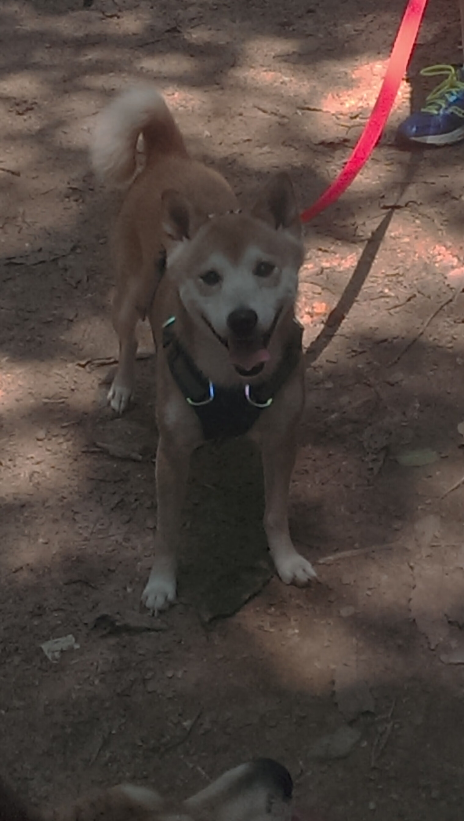 九游jiuyou-职业联赛尝试设立赛季技能挑战提升球员技术亮点，职业联赛的性质